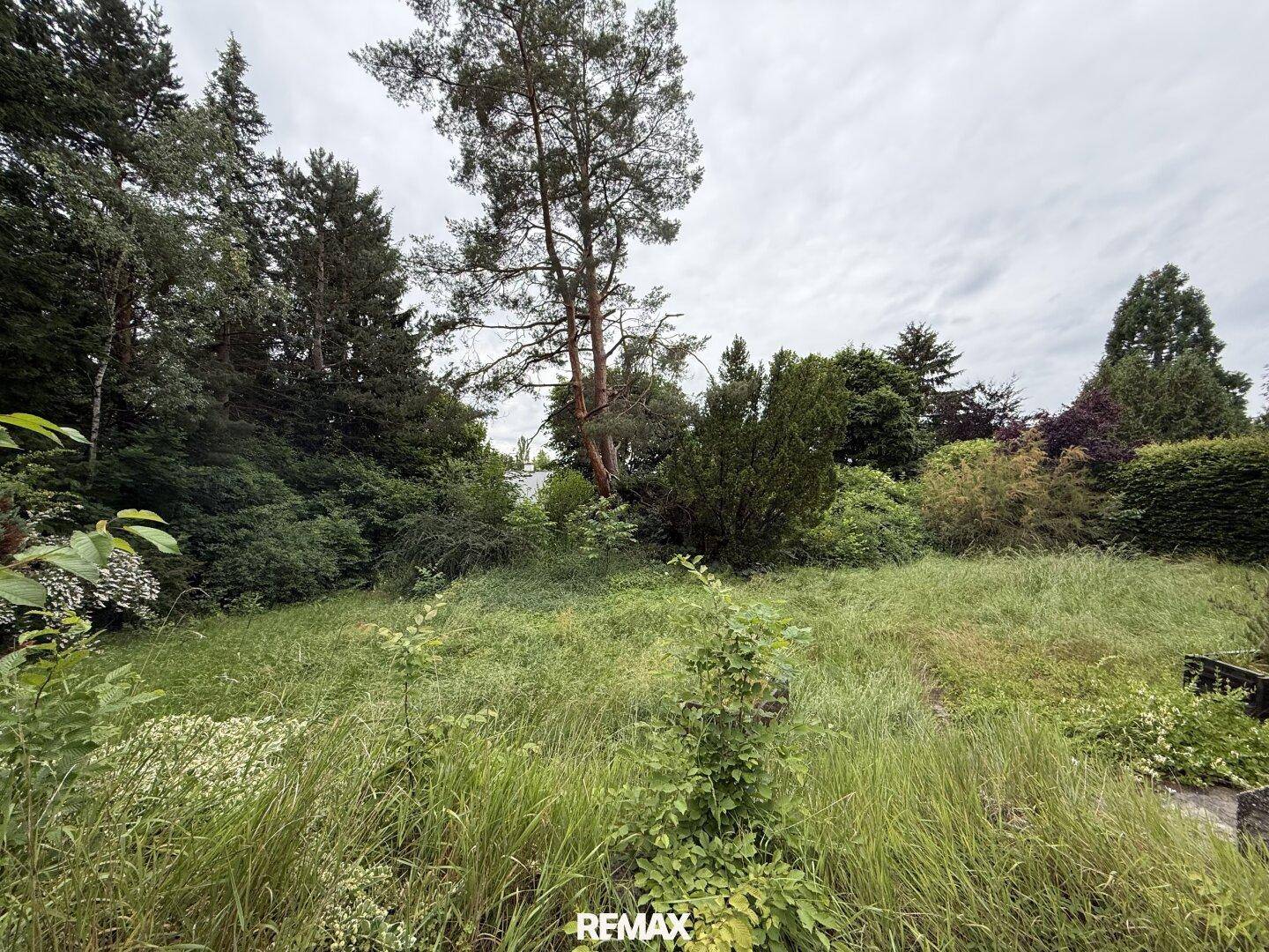 Großer, verwilderter Gartenbereich mit hohem Gras und alten Bäumen im Hintergrund.
