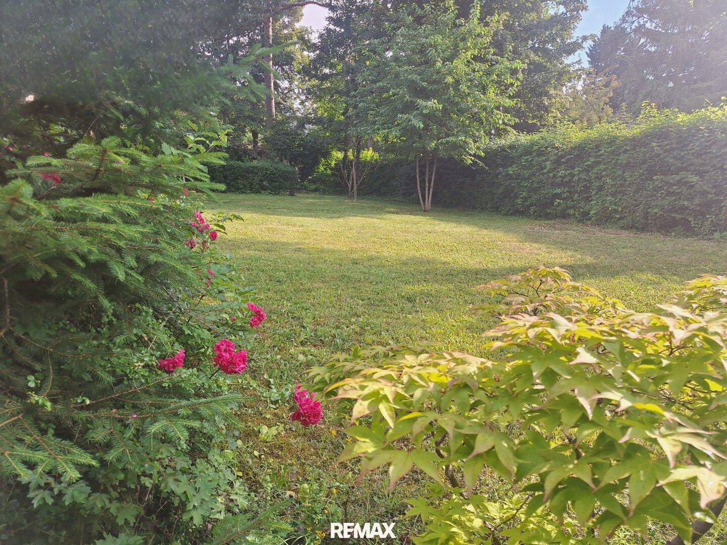 Weitläufige Rasenfläche im Garten, umgeben von dichtem Grün und hohen Bäumen.