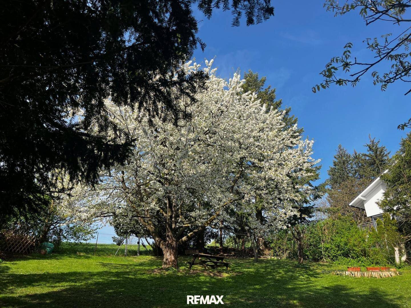 Großer, gepflegter Garten mit blühendem Baum und viel Grünfläche unter blauem Himmel.
