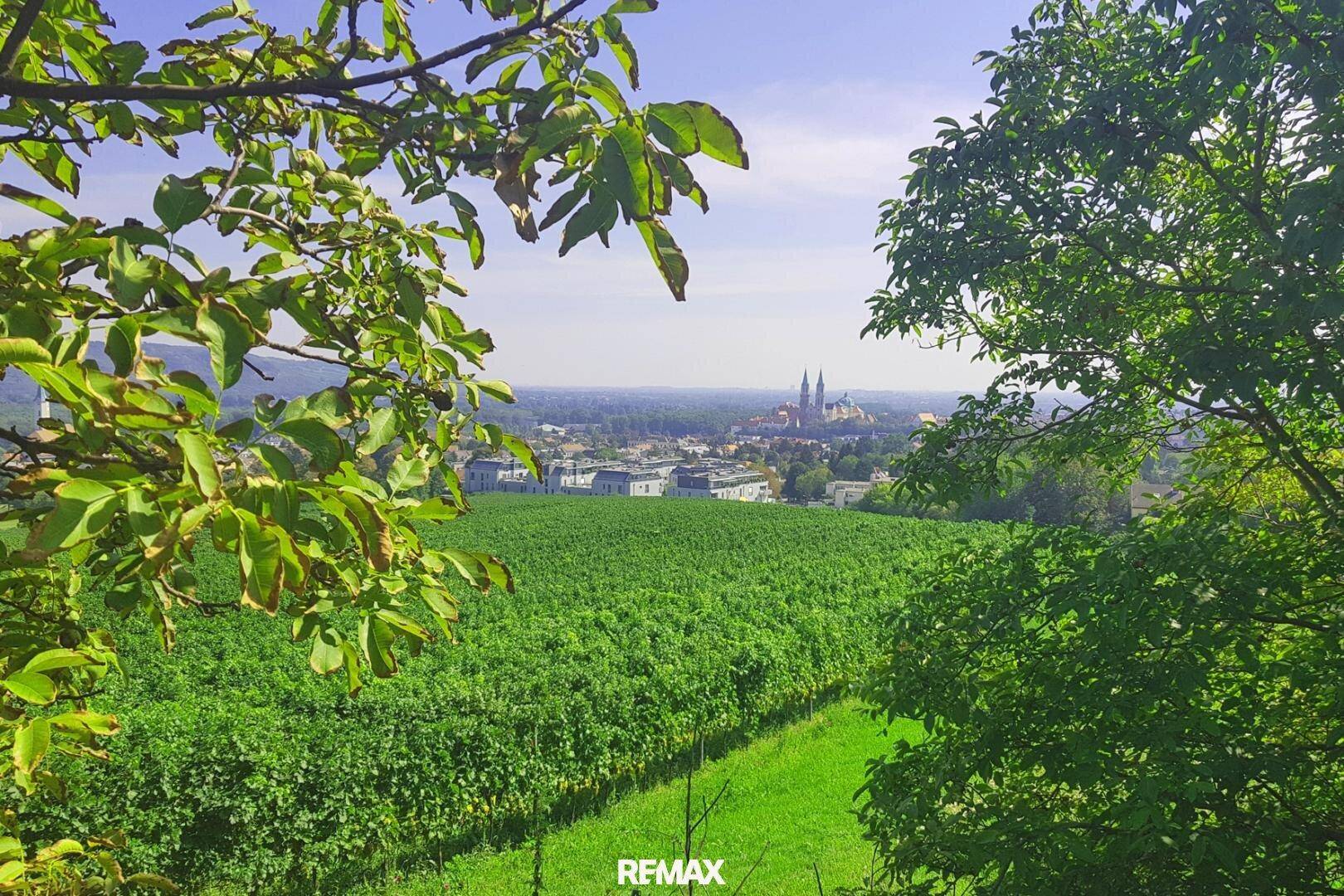 Malerischer Blick über einen Weinberg auf eine Stadt in der Ferne, umrahmt von Bäumen.