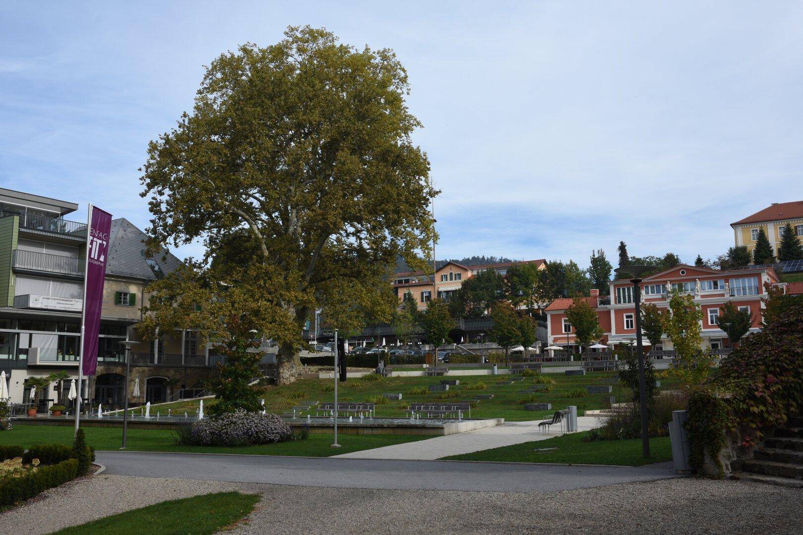 Grüne Parkanlage mit altem Baum und umliegenden Gebäuden an einem bewölkten Tag.
