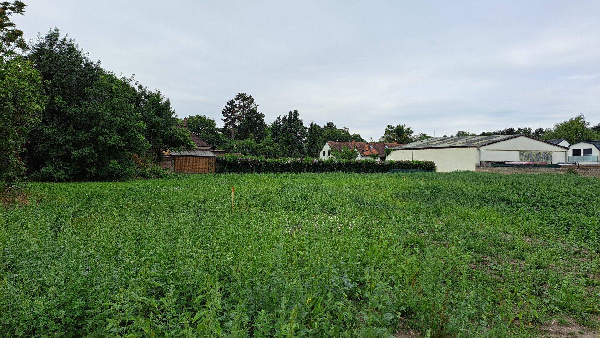 Weitläufiges, unbebautes Grundstück mit hohem Gras und Bäumen im Hintergrund unter bewölktem Himmel.