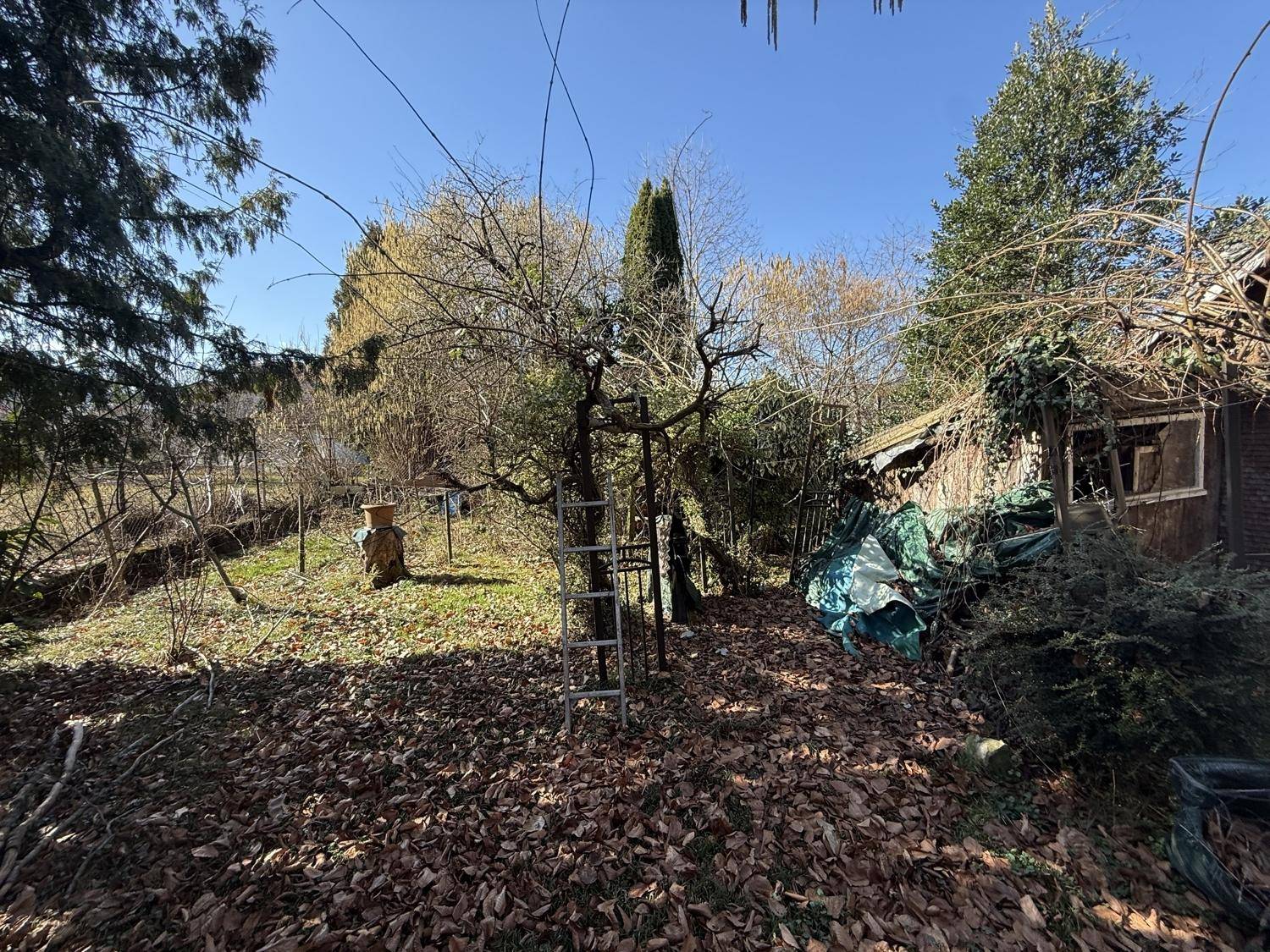 Verwilderter Gartenbereich mit verschiedenen Bäumen und herabgefallenem Laub im Sonnenlicht.