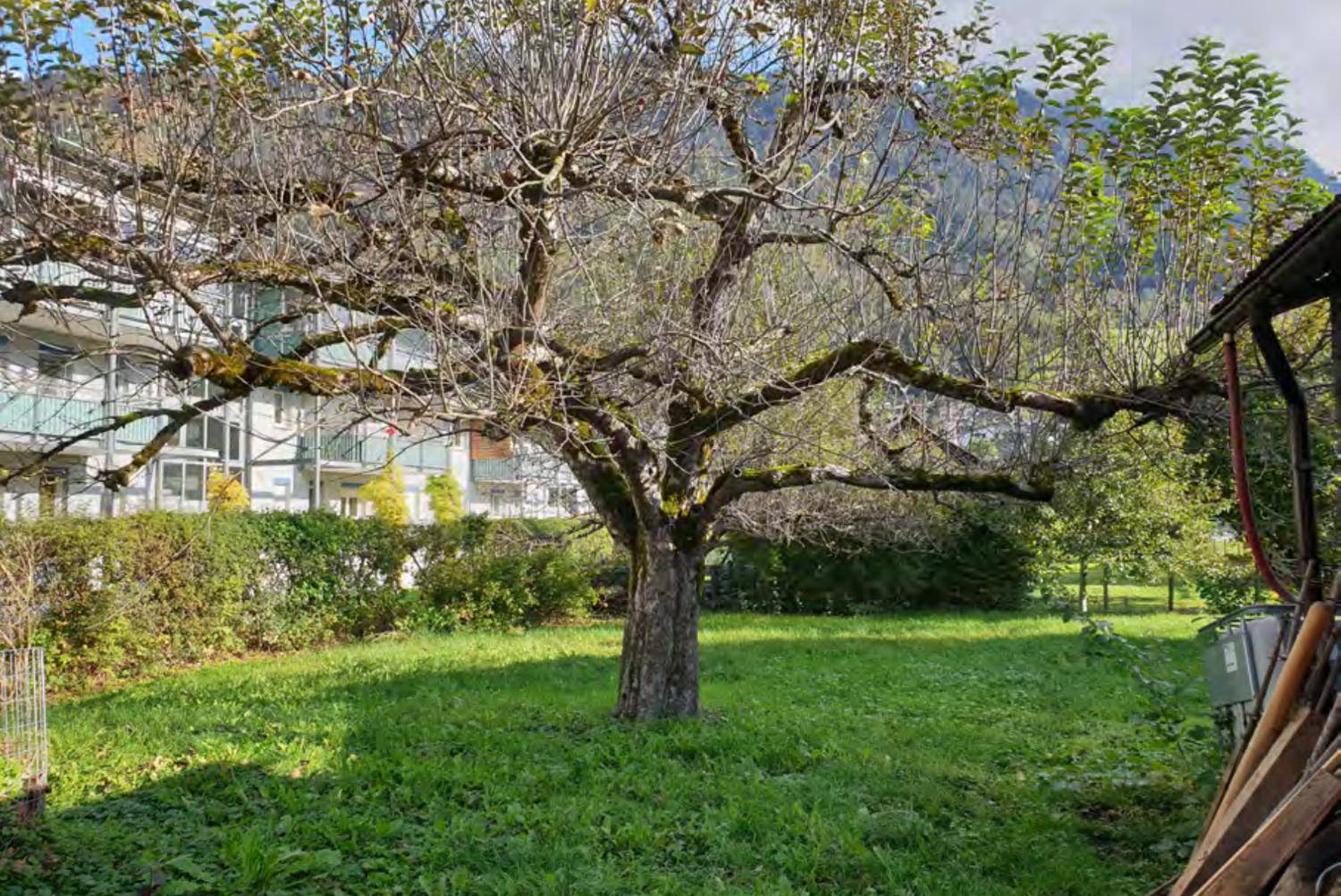 Gepflegter Rasenbereich mit einem großen Baum und Hecke im Hintergrund, umgeben von Gebäuden.