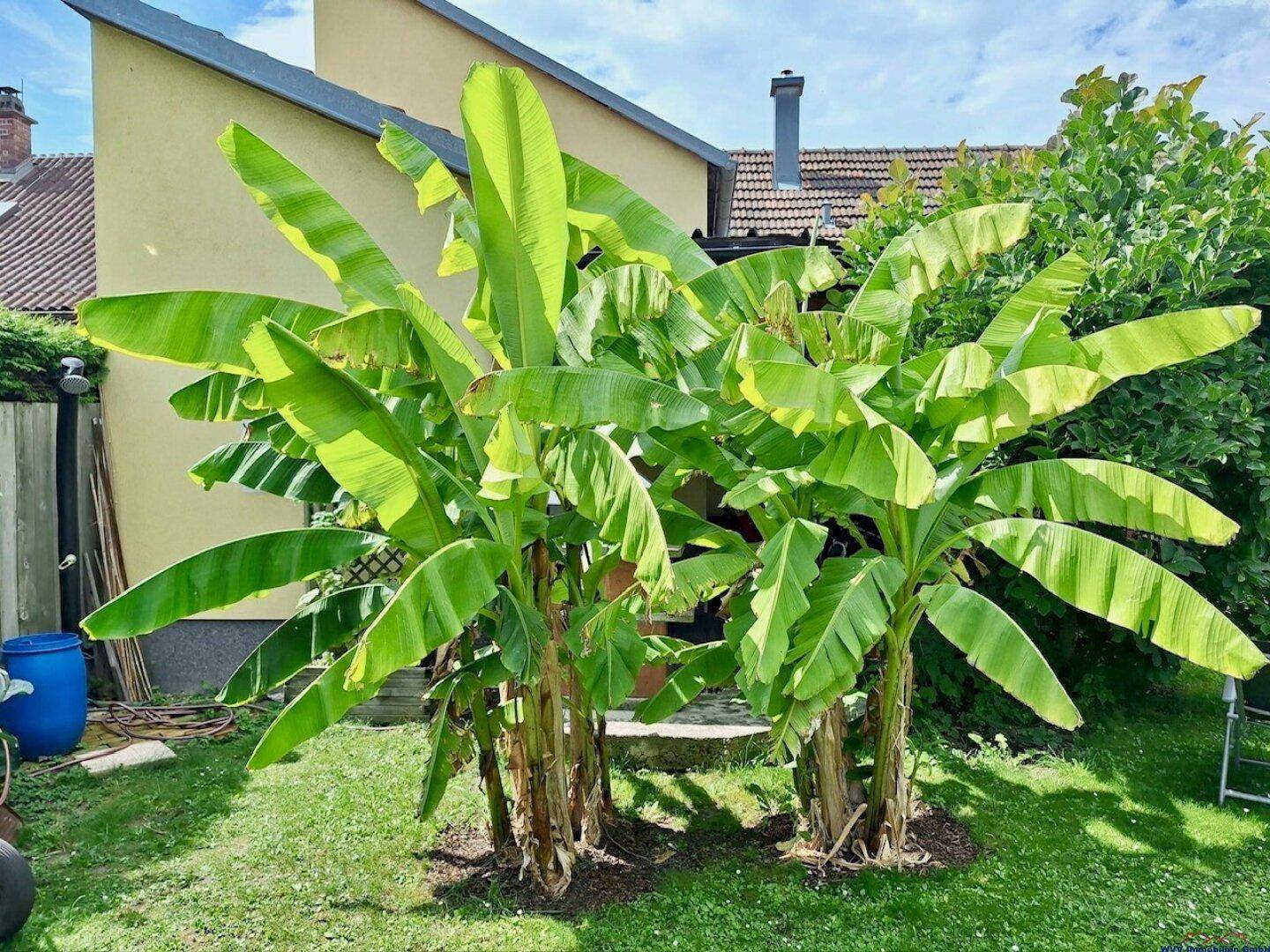 Grüner Gartenbereich mit großen Bananenstauden und Rasenfläche unter blauem Himmel.