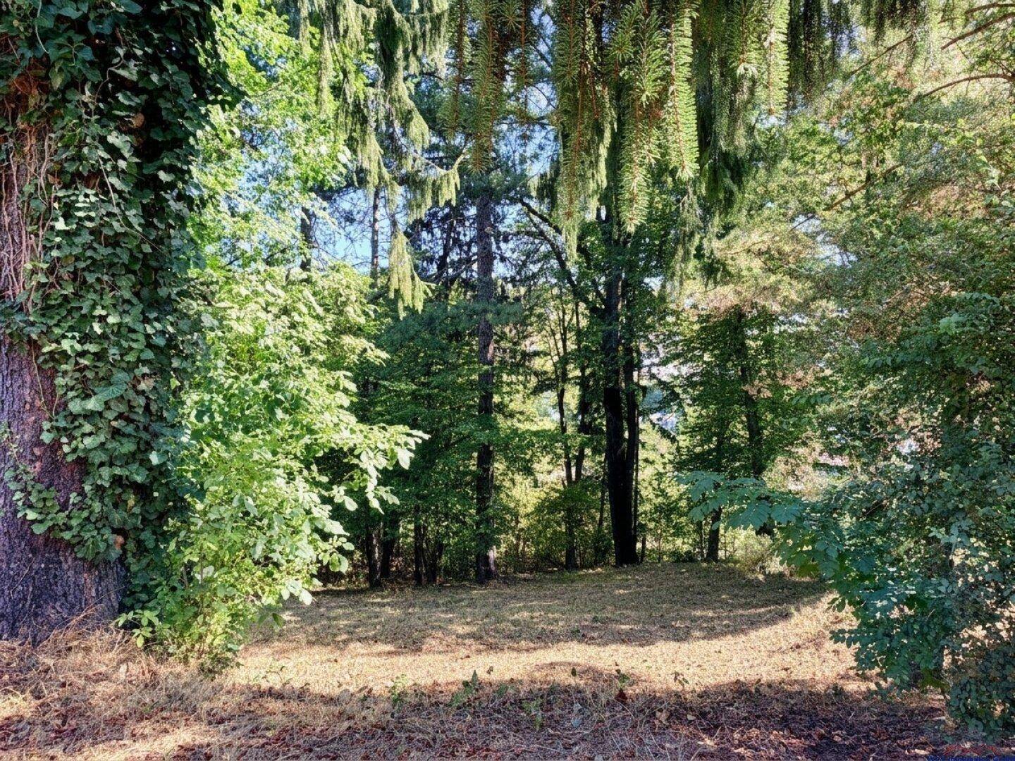 Wald