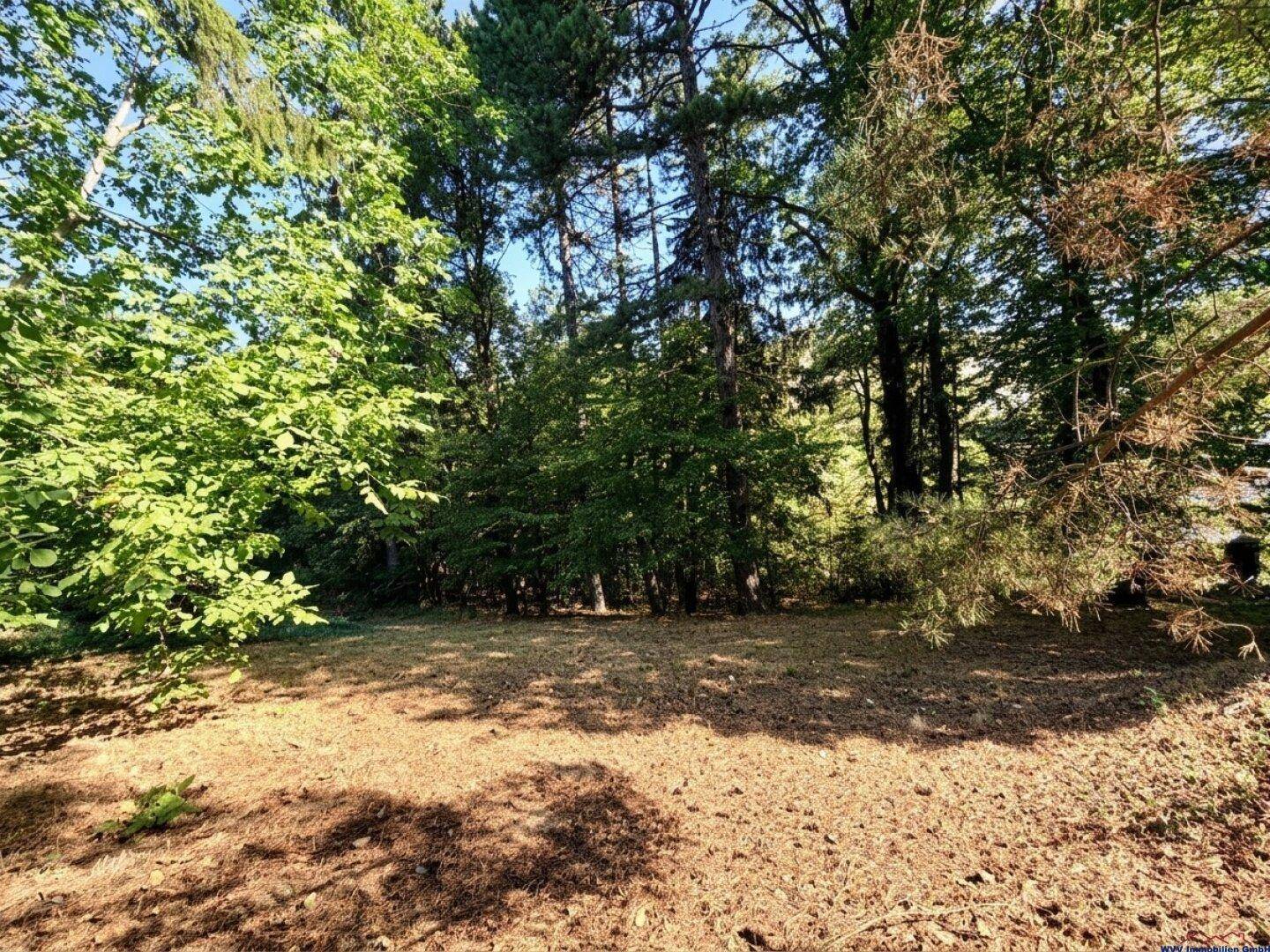 Wald