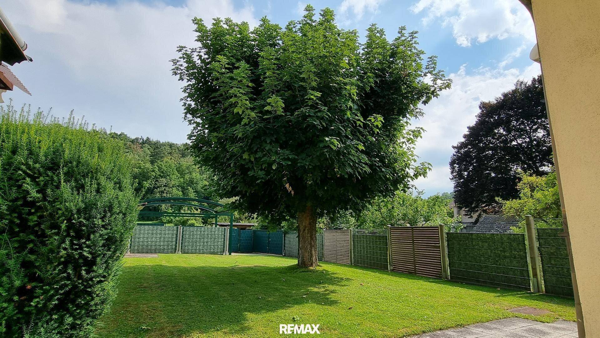 Gepflegter Garten mit Rasen, großem Baum und grünen Hecken als Sichtschutz.