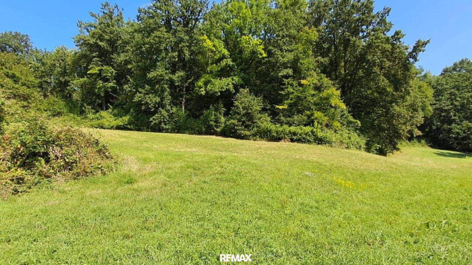 Grüne Wiese mit Büschen im Vordergrund und einem dichten Wald als Hintergrund unter blauem Himmel.