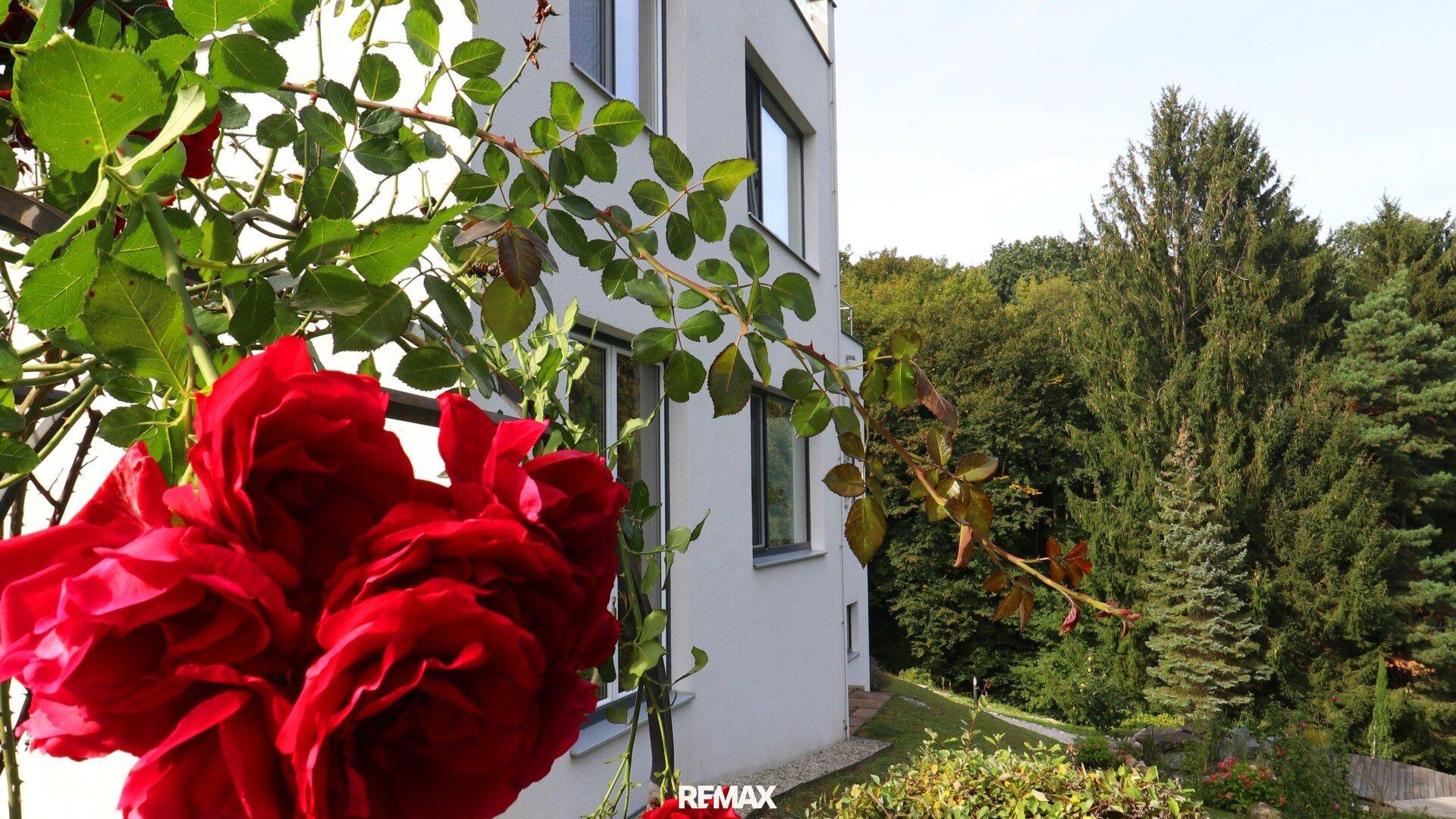 Rote Rosen blühen vor der modernen Fassade der Villa, umgeben von üppigem Grün.