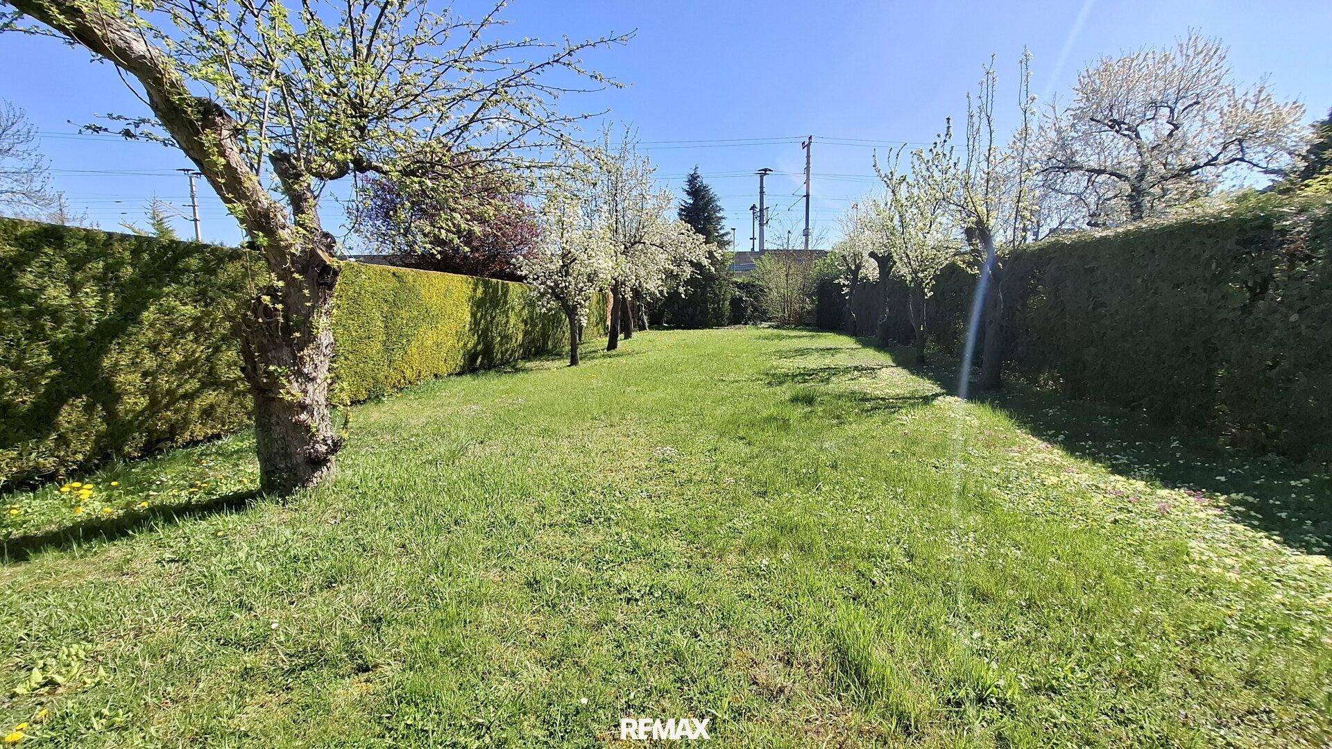 Langer, gepflegter Garten mit Rasenfläche, hohen Hecken und blühenden Bäumen.