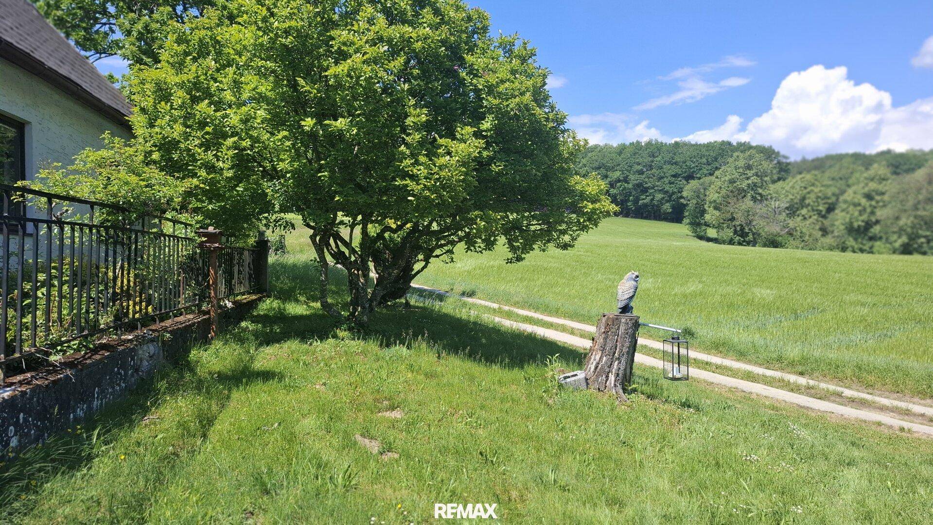 Großer Baum neben einem Zaun mit einem Feldweg und weiten grünen Feldern im Hintergrund.