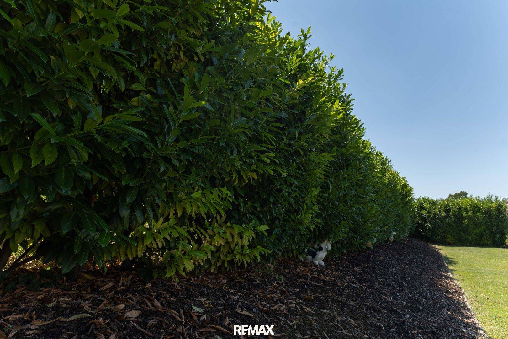 Dichte grüne Hecke als Grundstücksbegrenzung neben einer gepflegten Rasenfläche.