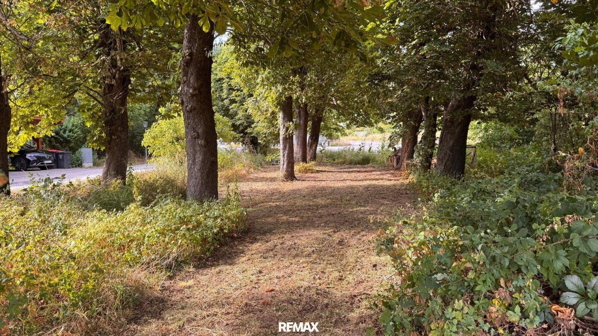Naturbelassener Weg, gesäumt von hohen Bäumen und üppigem Grün.