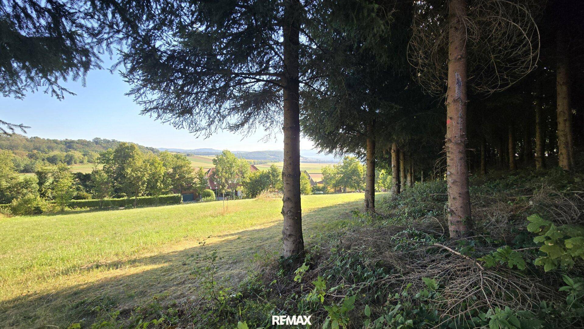 Blick aus einem Waldrand auf eine sonnige Wiese und die weite Landschaft mit Hügeln.