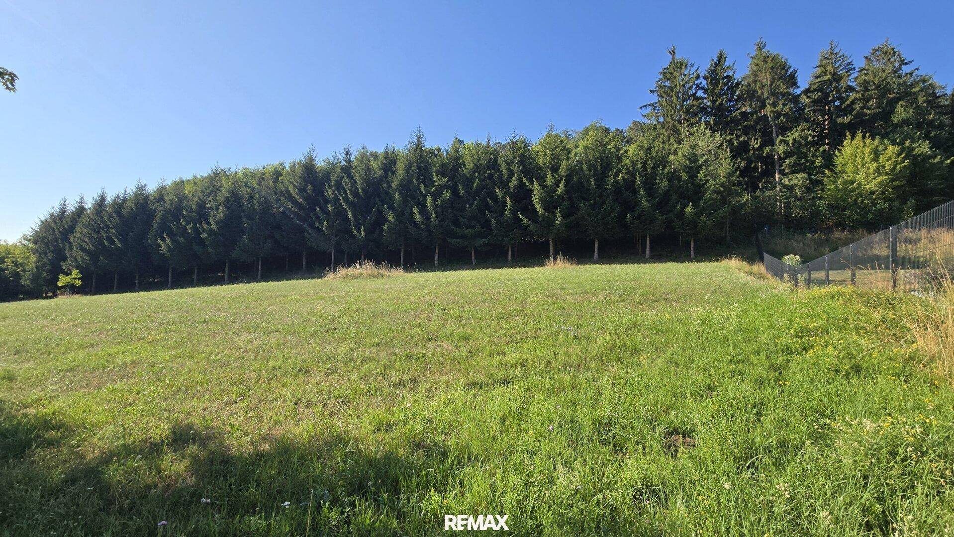 Weitläufige grüne Fläche, begrenzt von einer langen Reihe hoher Nadelbäume unter blauem Himmel.