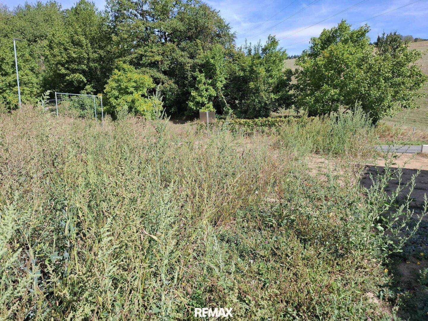 Weitläufiges, ungenutztes Grundstück mit üppiger Vegetation und Bäumen im Hintergrund.