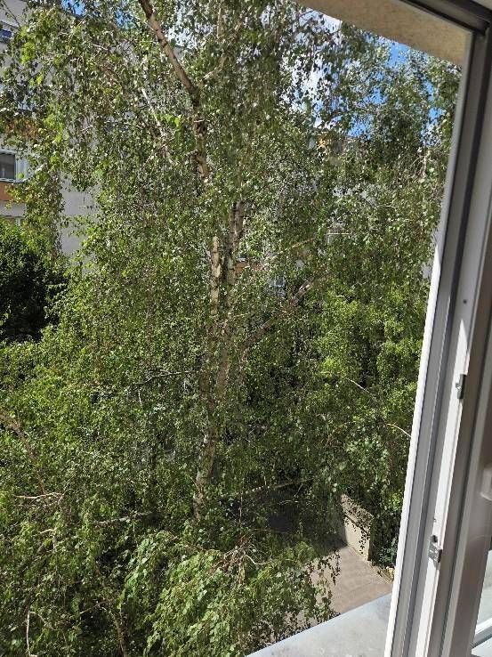 Blick aus dem Fenster auf üppiges Grün und Bäume, die eine natürliche Umgebung schaffen.