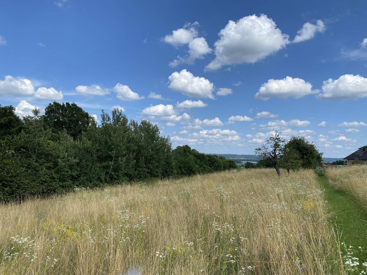 Sonnige Landschaft mit weiten Feldern, grünen Bäumen und einem blauen Himmel mit weißen Wolken.