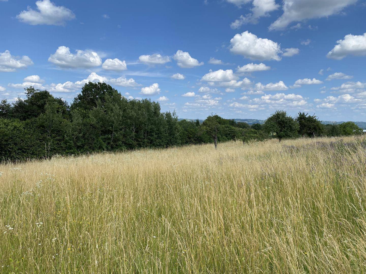 Idyllische Landschaft mit hohen Gräsern, Baumreihen und einem klaren blauen Himmel.