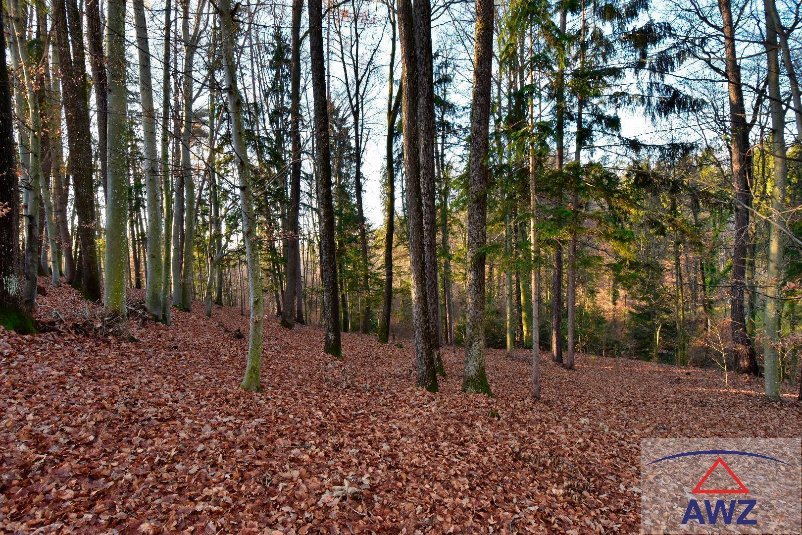 Dichter Wald mit hohen Bäumen und einem Boden, der vollständig mit braunem Herbstlaub bedeckt ist.