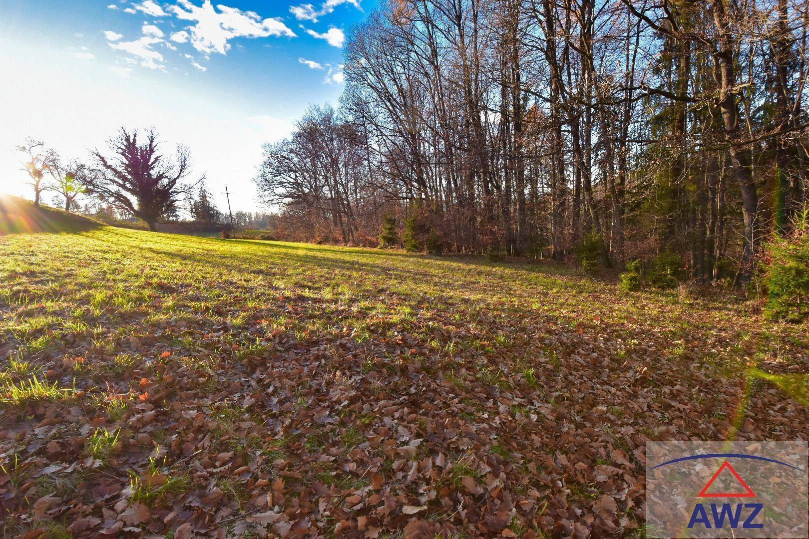 Sonnige Wiese mit Herbstlaub und einem dichten Waldrand im Hintergrund unter strahlend blauem Himmel.