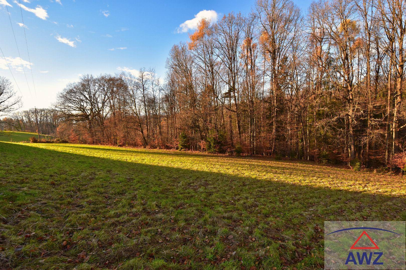 Sonnige grüne Wiese am Waldrand mit hohen Bäumen und Stromleitungen in der Ferne.