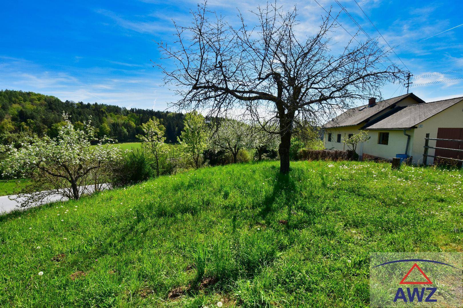 Grüner Hügel mit einem kahlen Baum und einem Teil des Hauses im Hintergrund.