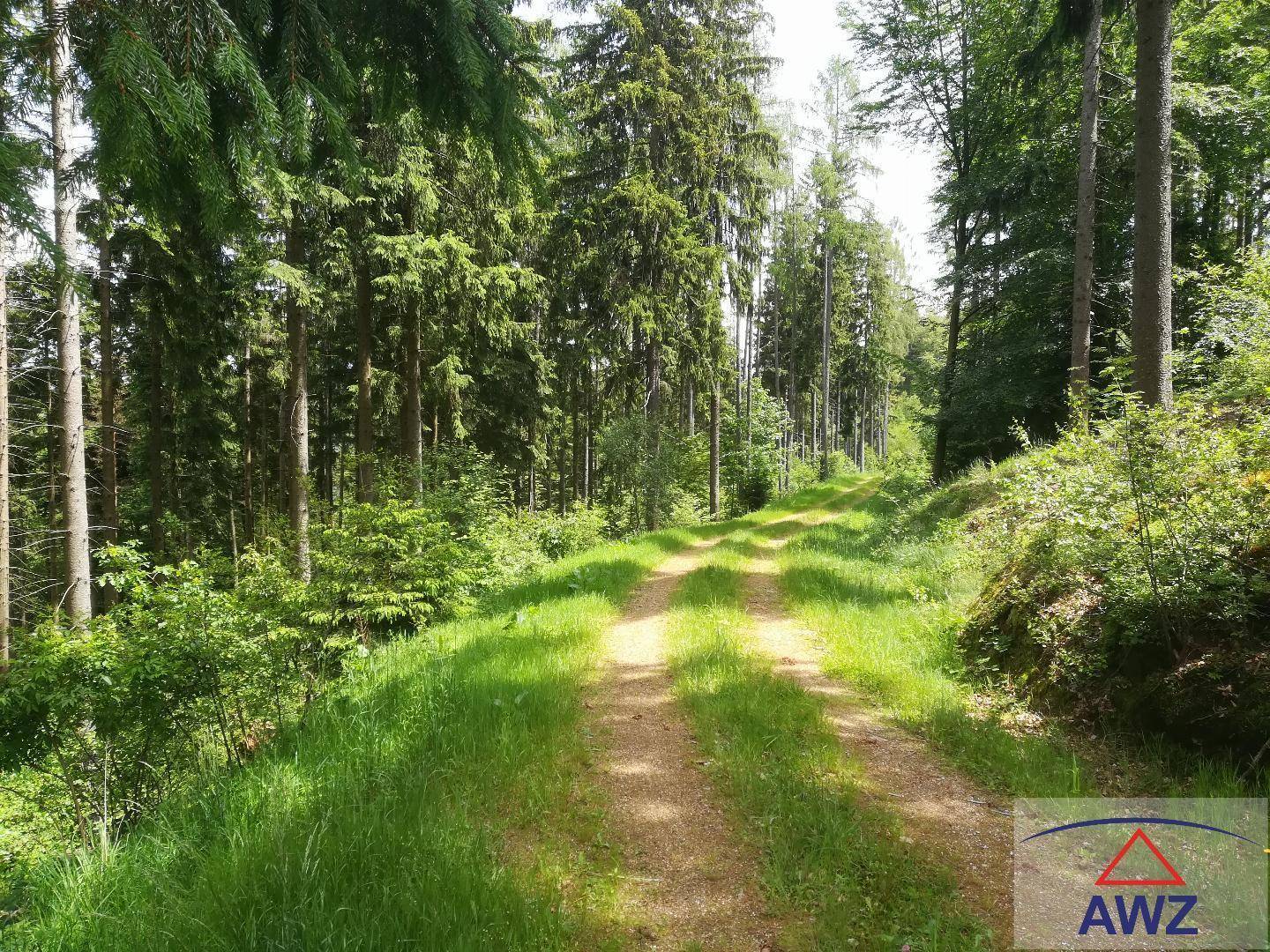 Idyllischer Waldweg, umgeben von hohen Bäumen und üppigem Grün an einem sonnigen Tag.