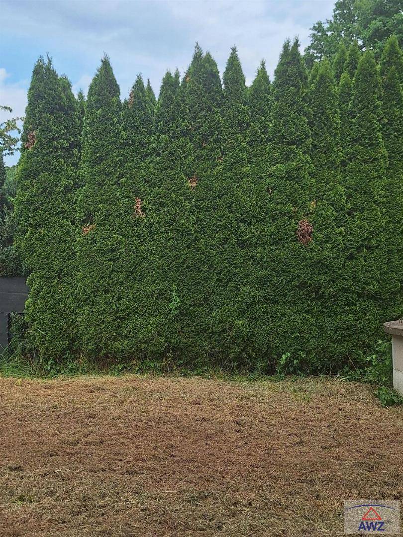 Gartenbereich mit einer hohen, dichten Hecke als Sichtschutz und frisch gemähter Fläche.