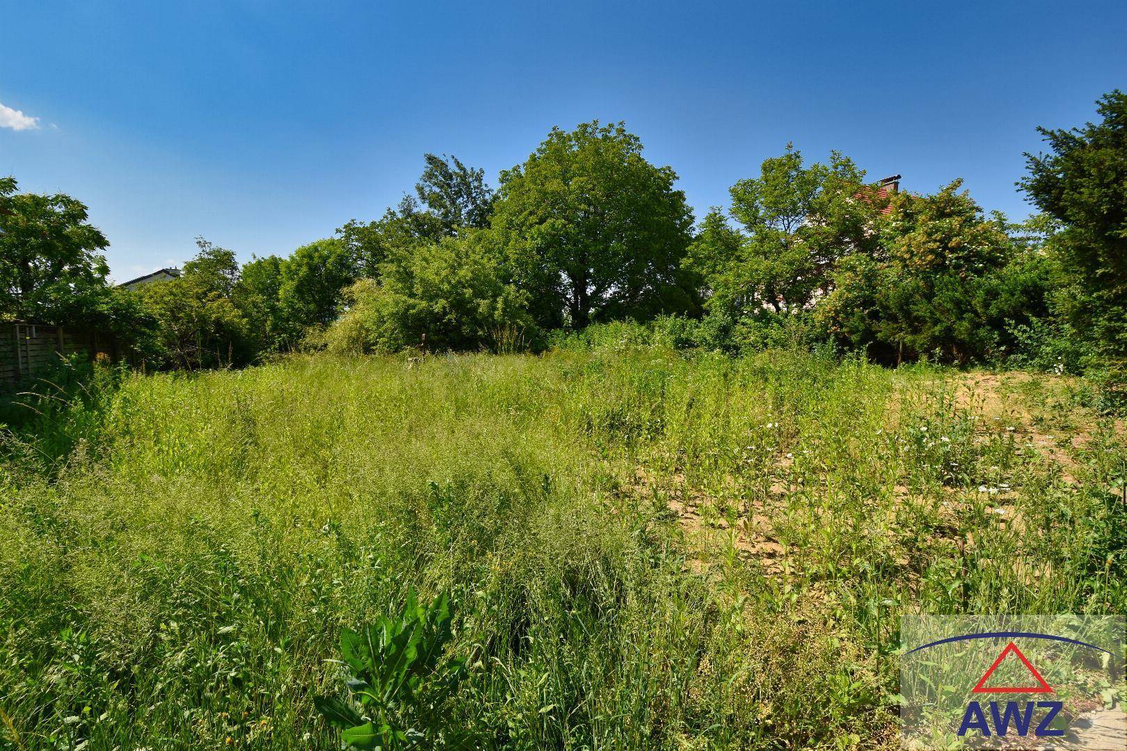 Verwilderter Gartenbereich mit üppiger Vegetation und hohen Bäumen unter klarem Himmel.