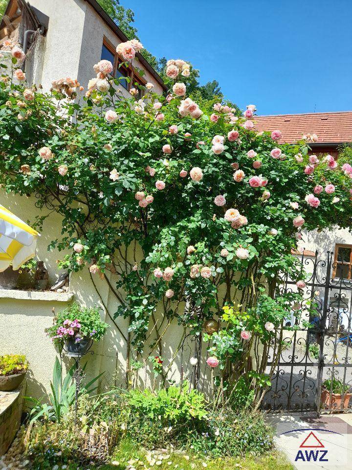 Üppig blühender Rosenstrauch bedeckt eine Hauswand neben einem dekorativen Gartentor unter blauem Himmel.