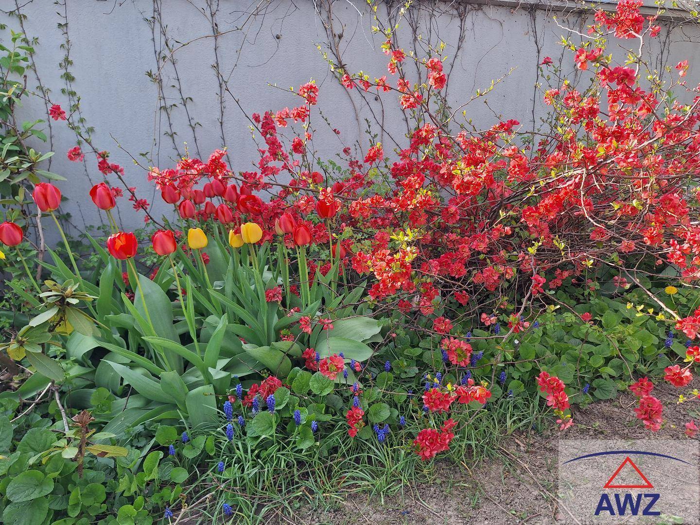 Farbenfroher Gartenbereich mit blühenden Tulpen und Sträuchern an einer grauen Wand.