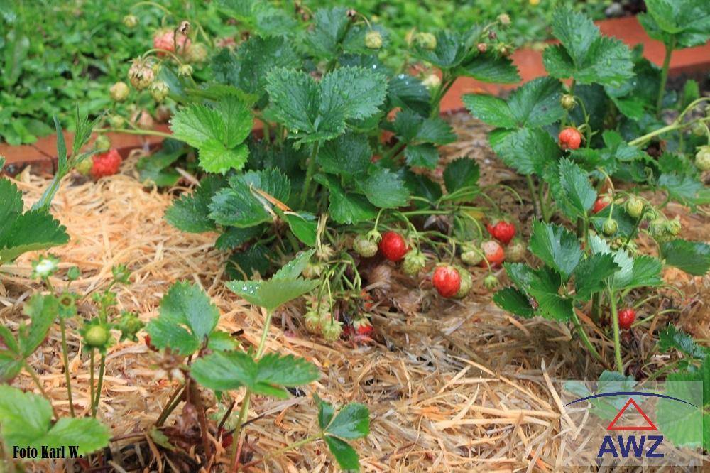 Reife Erdbeeren wachsen auf Stroh in einem fruchtbaren Gartenbeet, bereit zur Ernte.