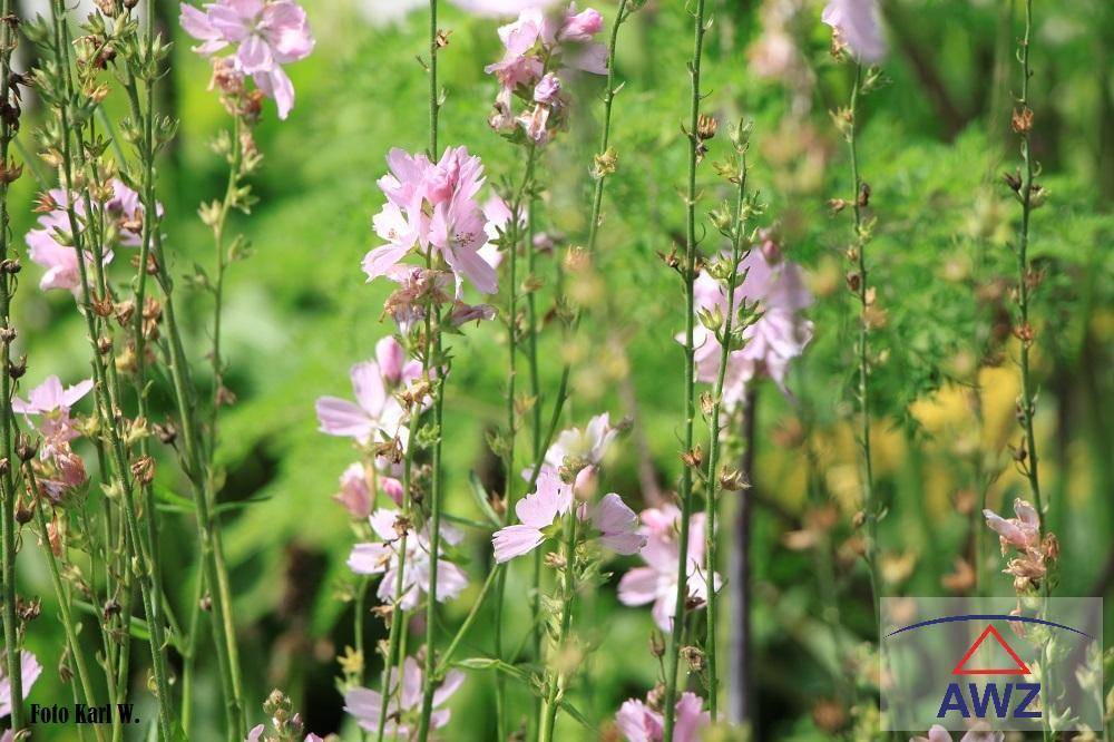 Zarte rosa Blüten auf hohen Stielen, die in einem blühenden Gartenbeet wachsen.