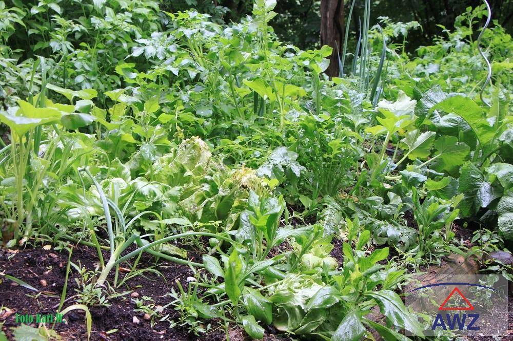 Dicht bewachsenes Gartenbeet mit einer Vielfalt an grünen Pflanzen und Gemüsesorten.