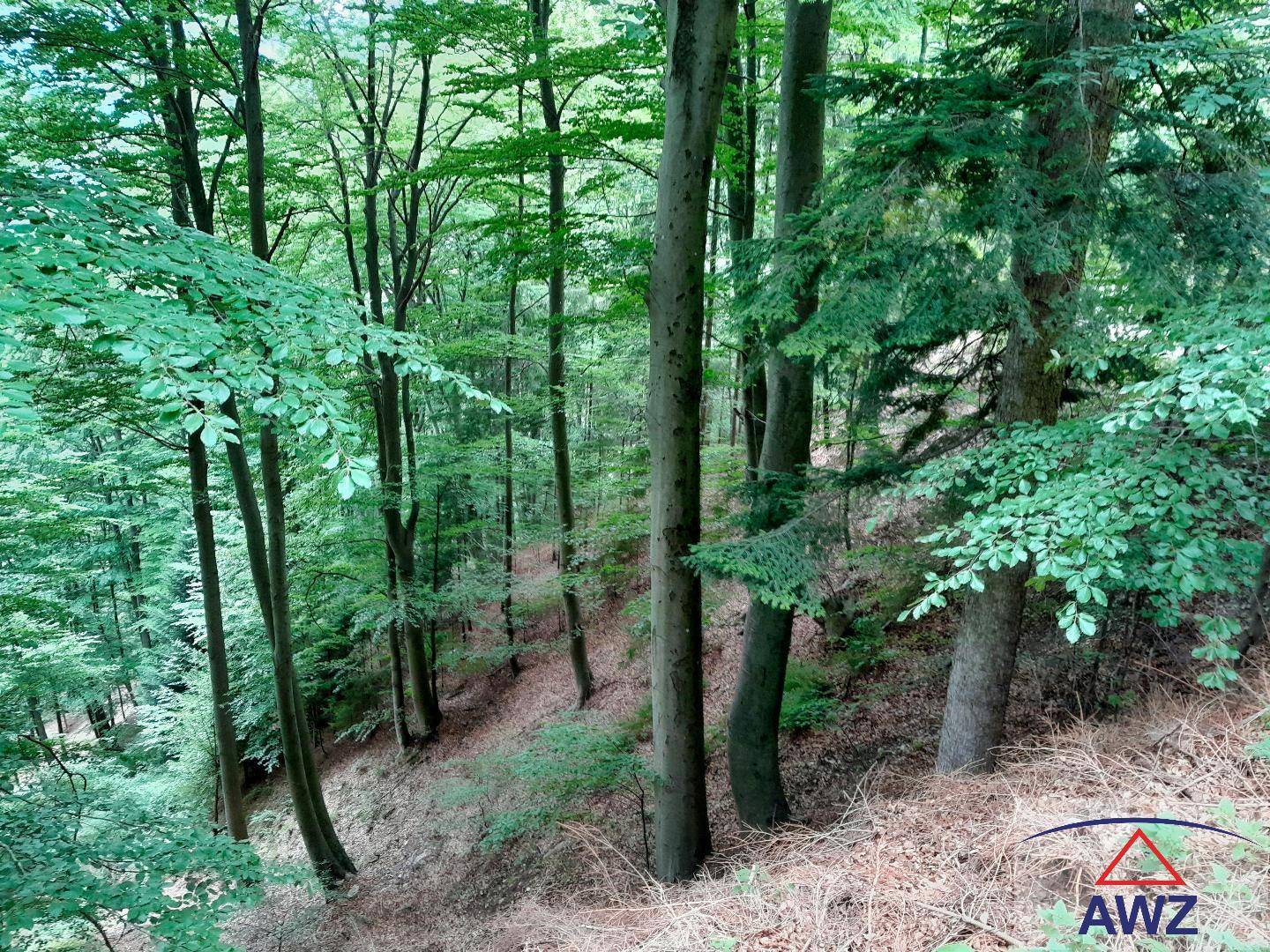Laubwald mit dichtem Blätterdach und sanft abfallendem Gelände, das eine natürliche Kulisse bildet.