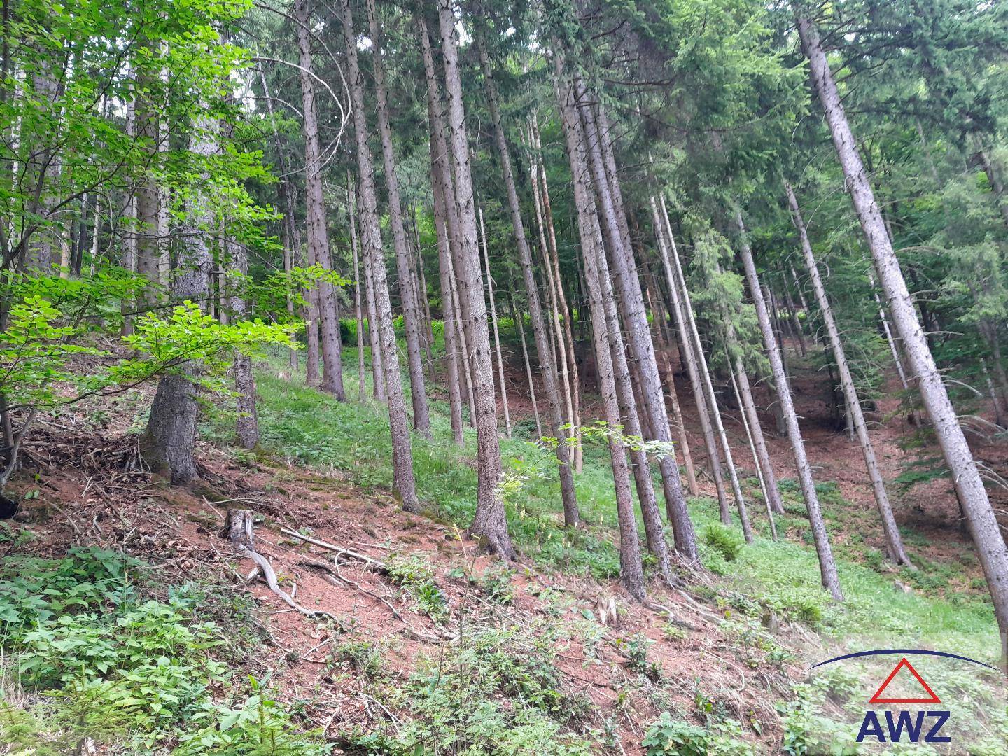 Waldlandschaft mit hohen Bäumen auf einem leicht geneigten Gelände, das eine natürliche Umgebung darstellt.