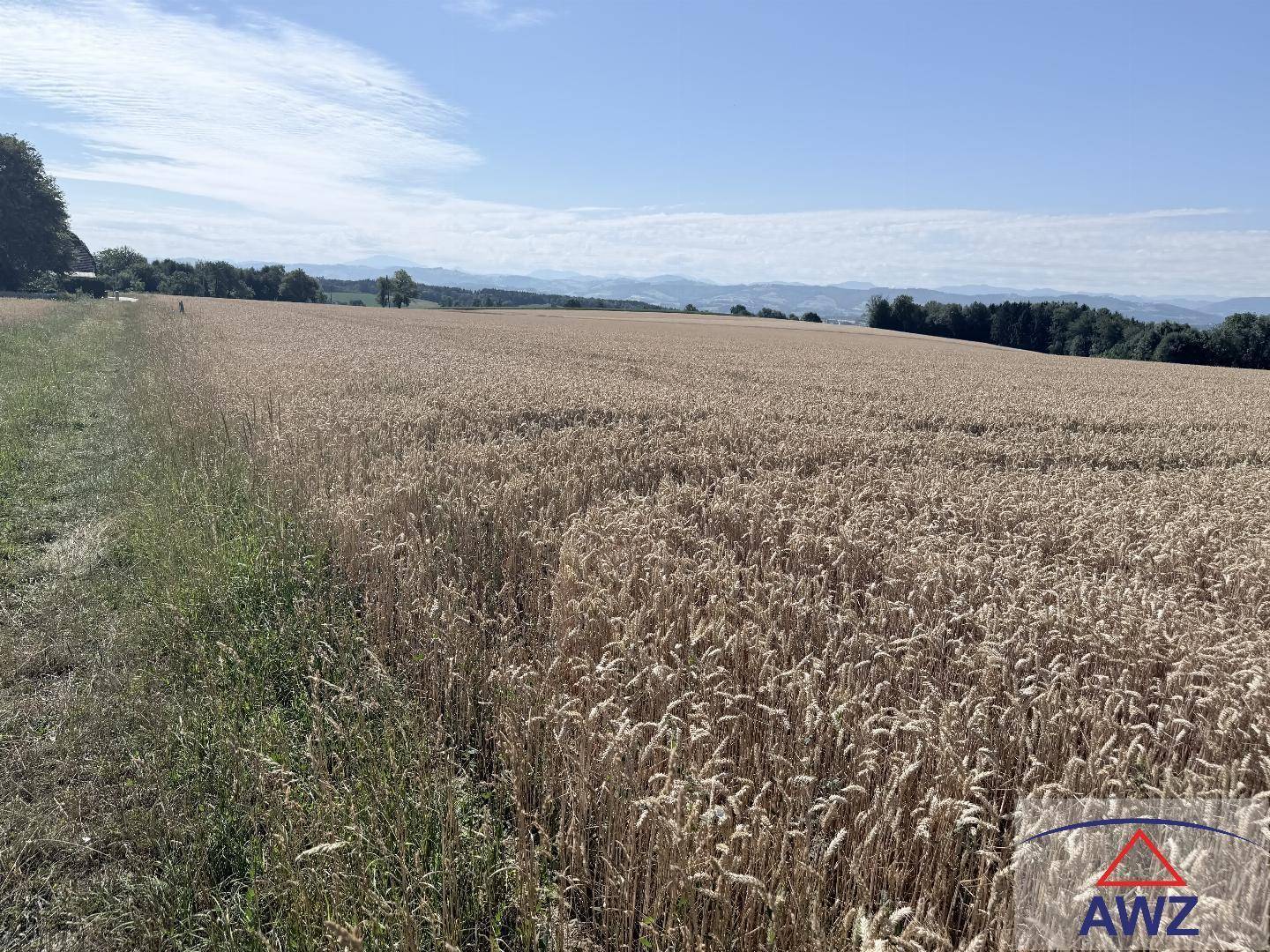 Sonniges Getreidefeld mit grüner Randbepflanzung und weitem Blick in die ländliche Natur.