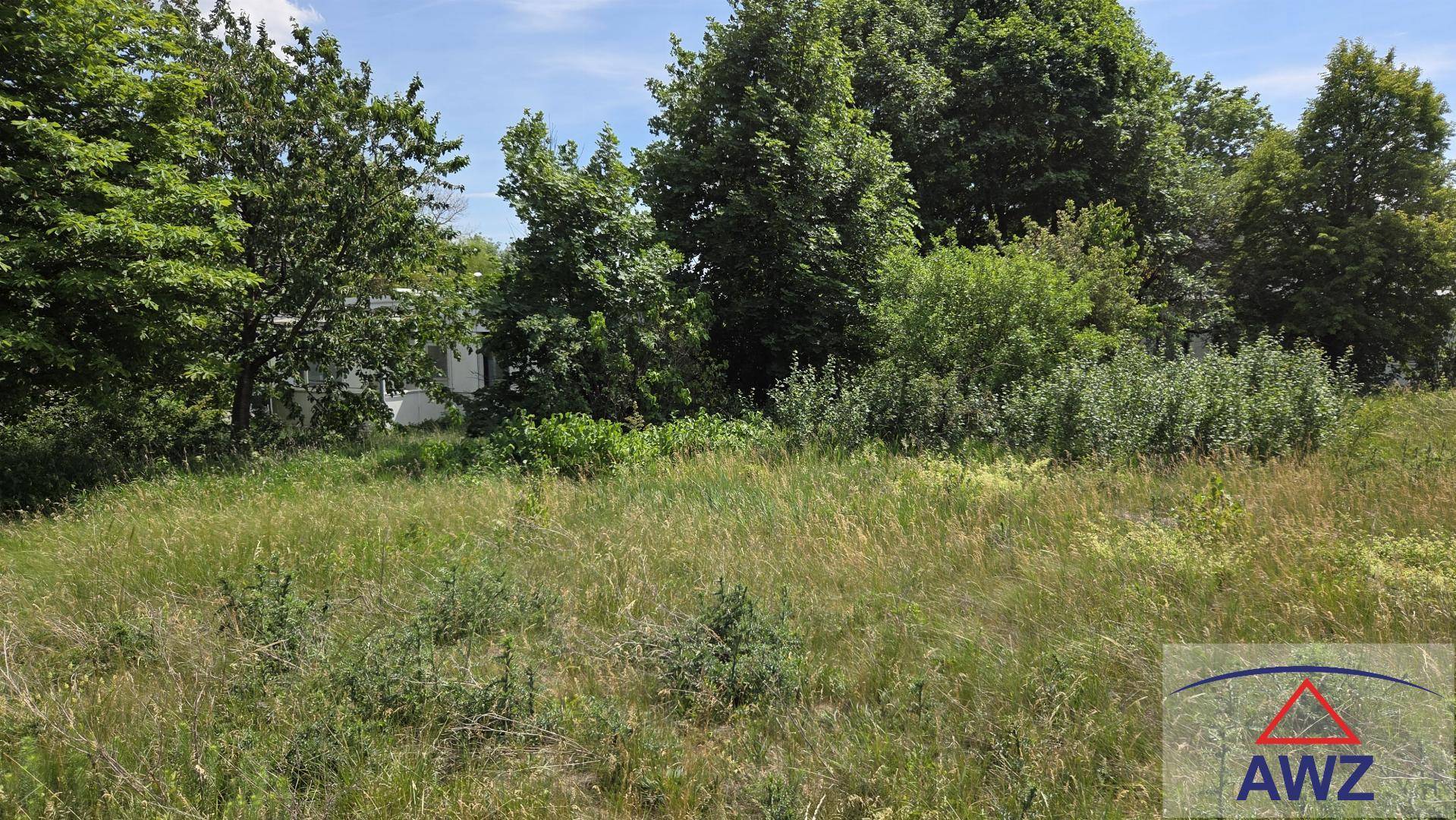 Wild bewachsene Grünfläche mit hohen Gräsern und Bäumen im Hintergrund.