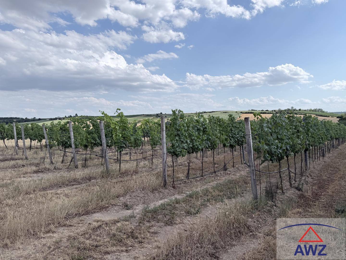 Panoramablick auf einen Weinberg mit Rebenreihen und sanften Hügeln in der Ferne.