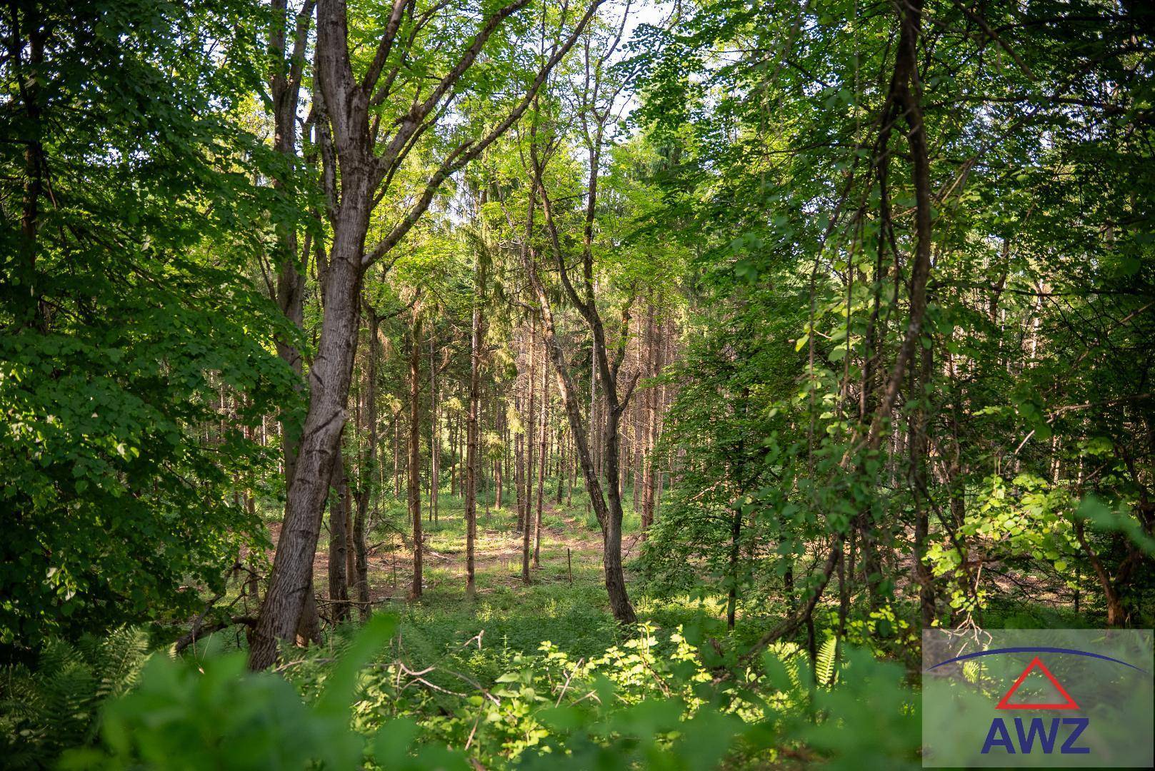 Dichter Wald mit hohen Bäumen und üppigem Unterholz, durch das Sonnenlicht fällt.