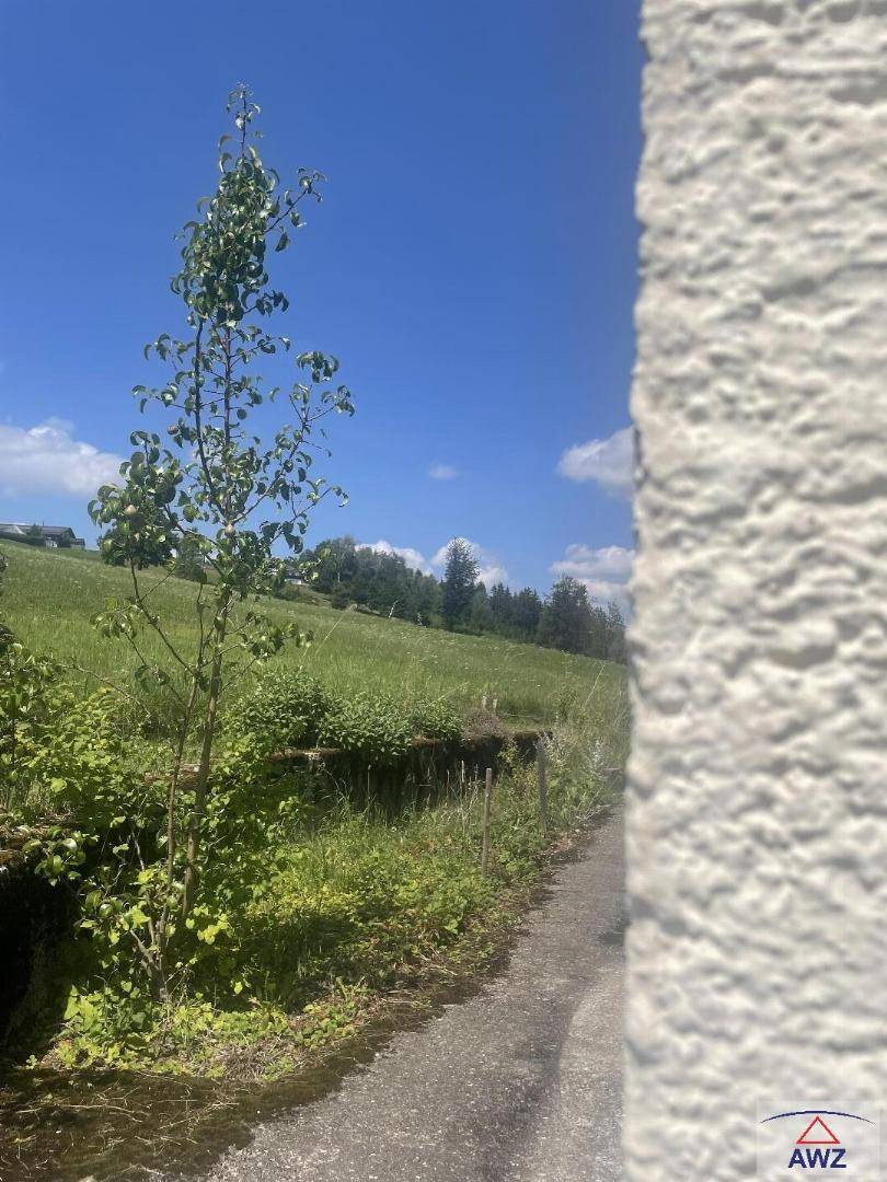 Kleiner Baum neben einem schmalen Weg mit grünen Hügeln und blauem Himmel im Hintergrund.