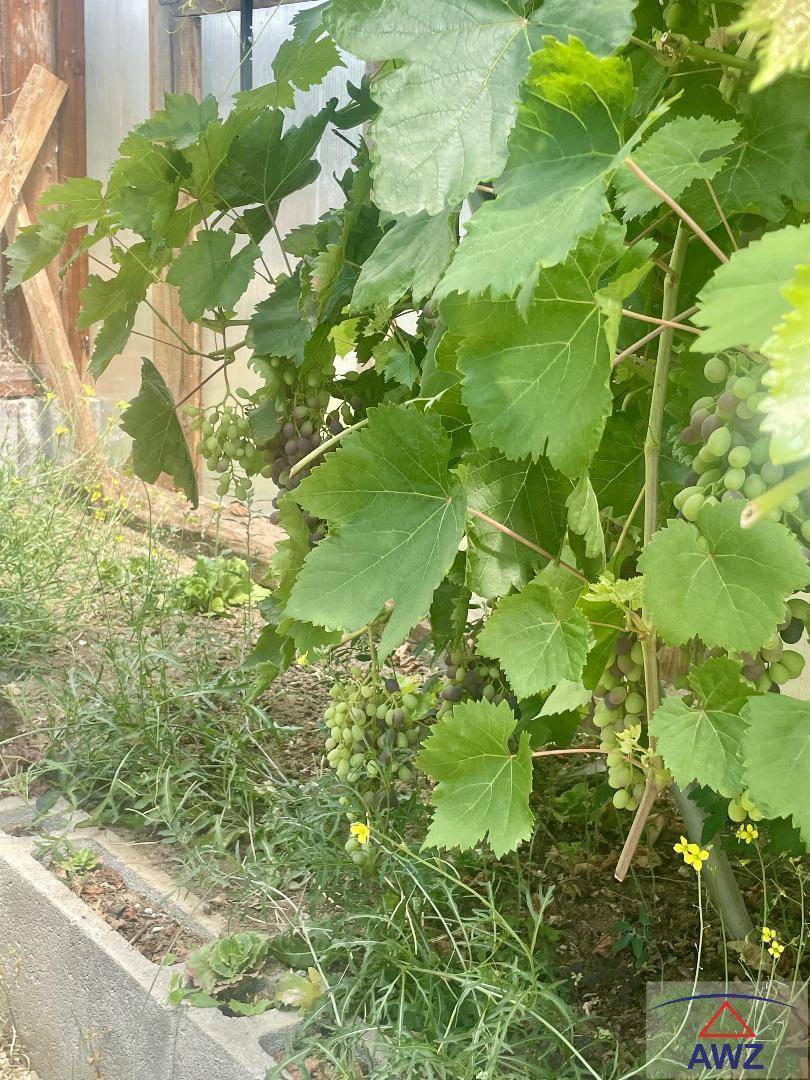 Nahaufnahme von grünen Weinreben mit unreifen Trauben in einem sonnigen Gartenbereich.