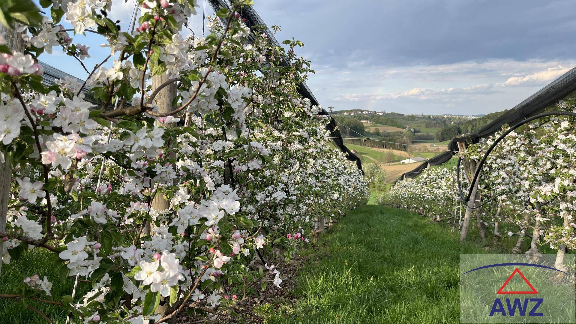Blühende Obstbäume in einem weitläufigen Obstgarten mit Blick auf die umliegende Landschaft.