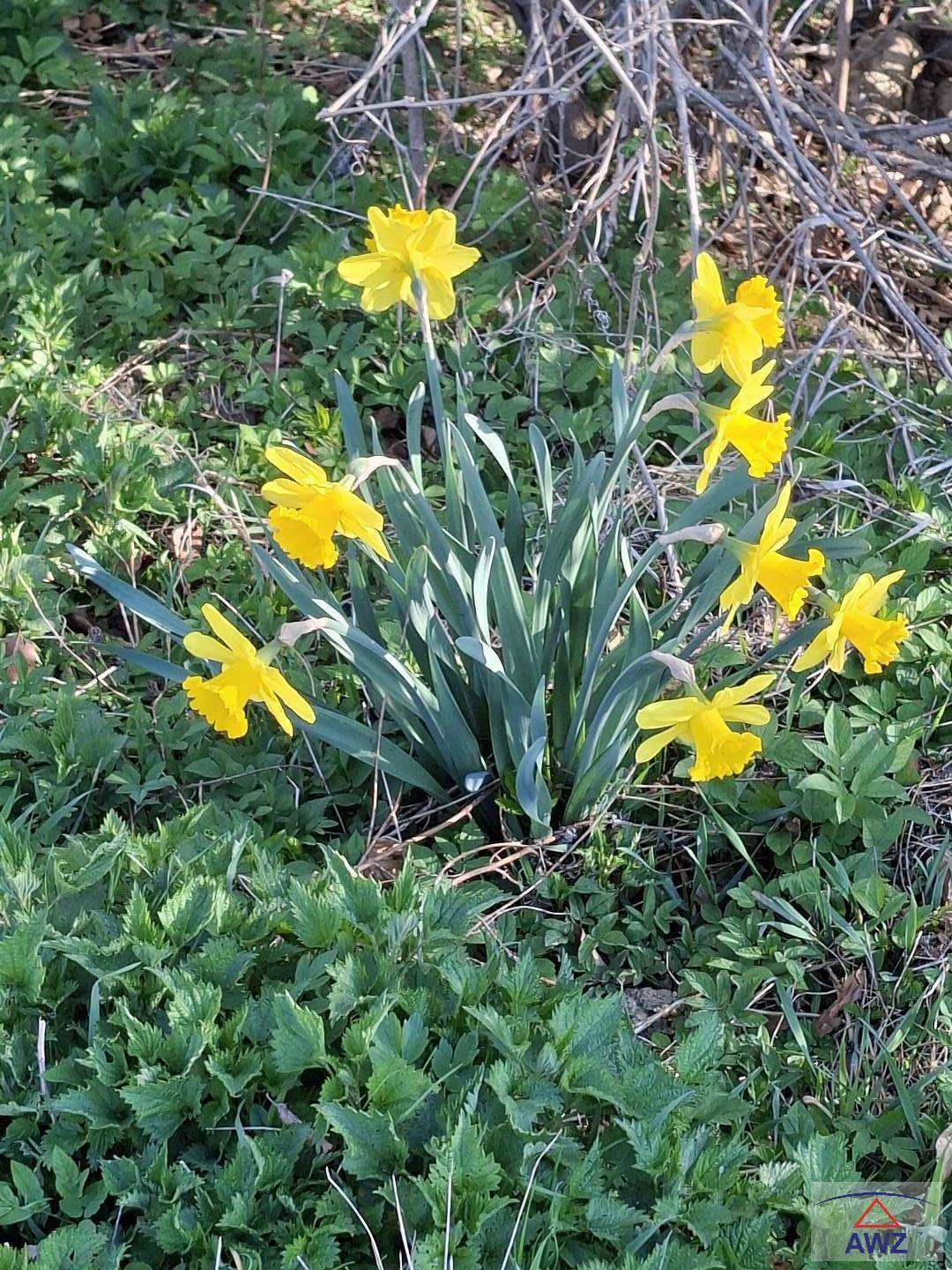 Nahaufnahme von leuchtend gelben Narzissen, die in einem grünen Beet im Garten blühen.