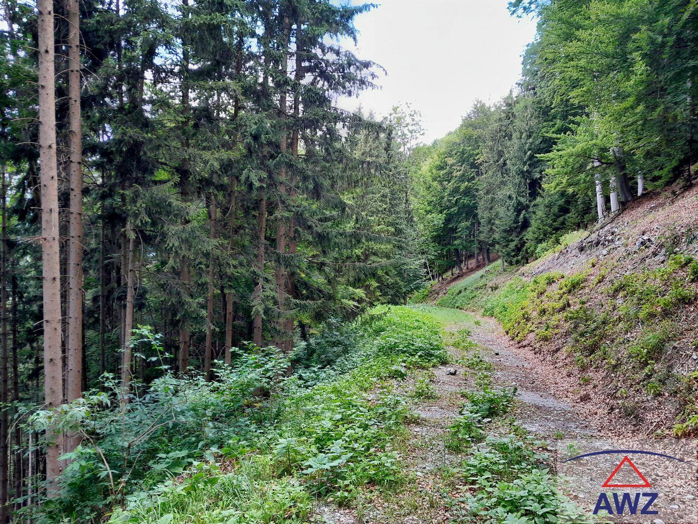 Waldweg führt durch dichte Bäume und grüne Vegetation, ideal für Spaziergänge.