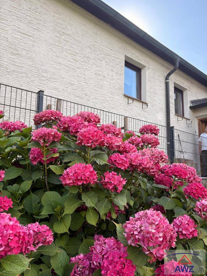 Hausfassade mit großen pinken Hortensienbüschen und Fenstern.