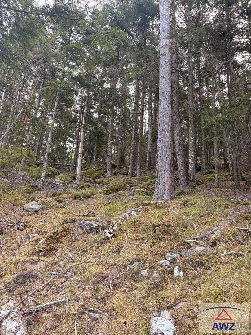 Steiler, moosbewachsener Hang mit hohen Nadelbäumen und felsigem Untergrund im Waldgebiet.