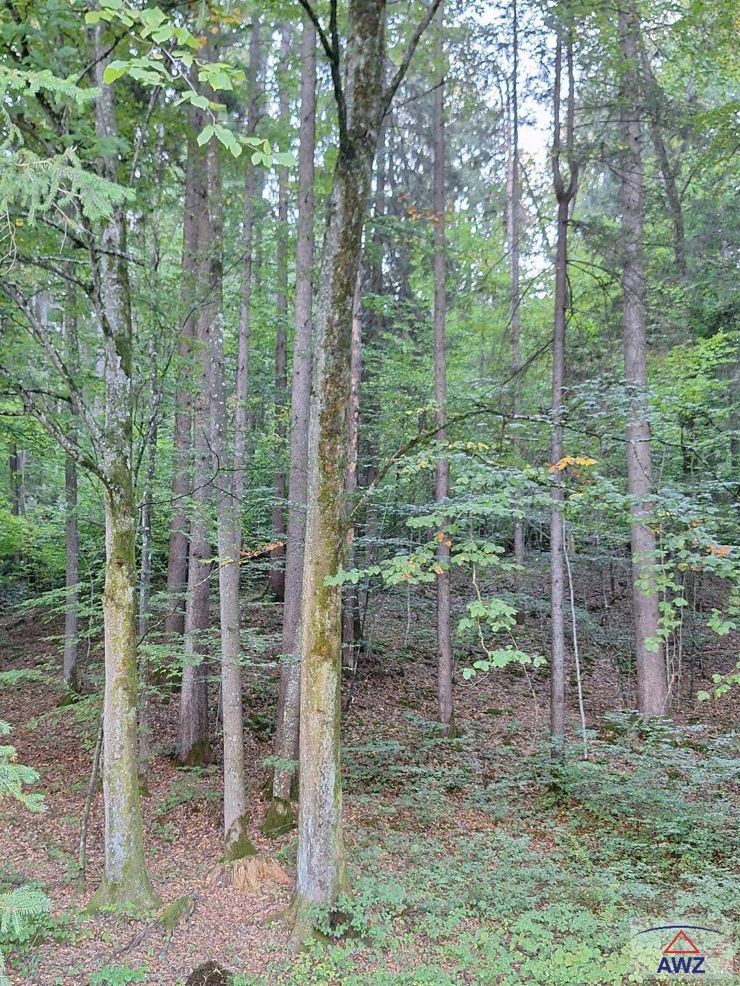 Dichter Wald mit hohen Bäumen und üppigem Unterholz, das eine natürliche und ruhige Umgebung schafft.